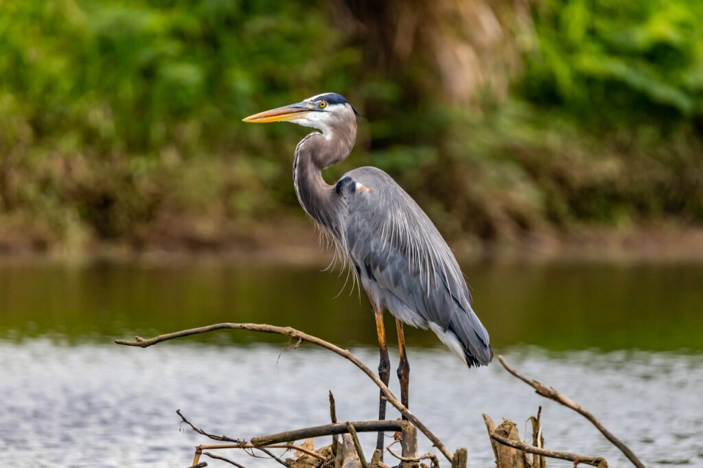 wetlands